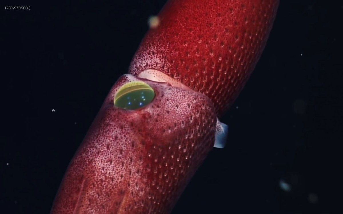 Кальмар Histioteuthis heteropsis