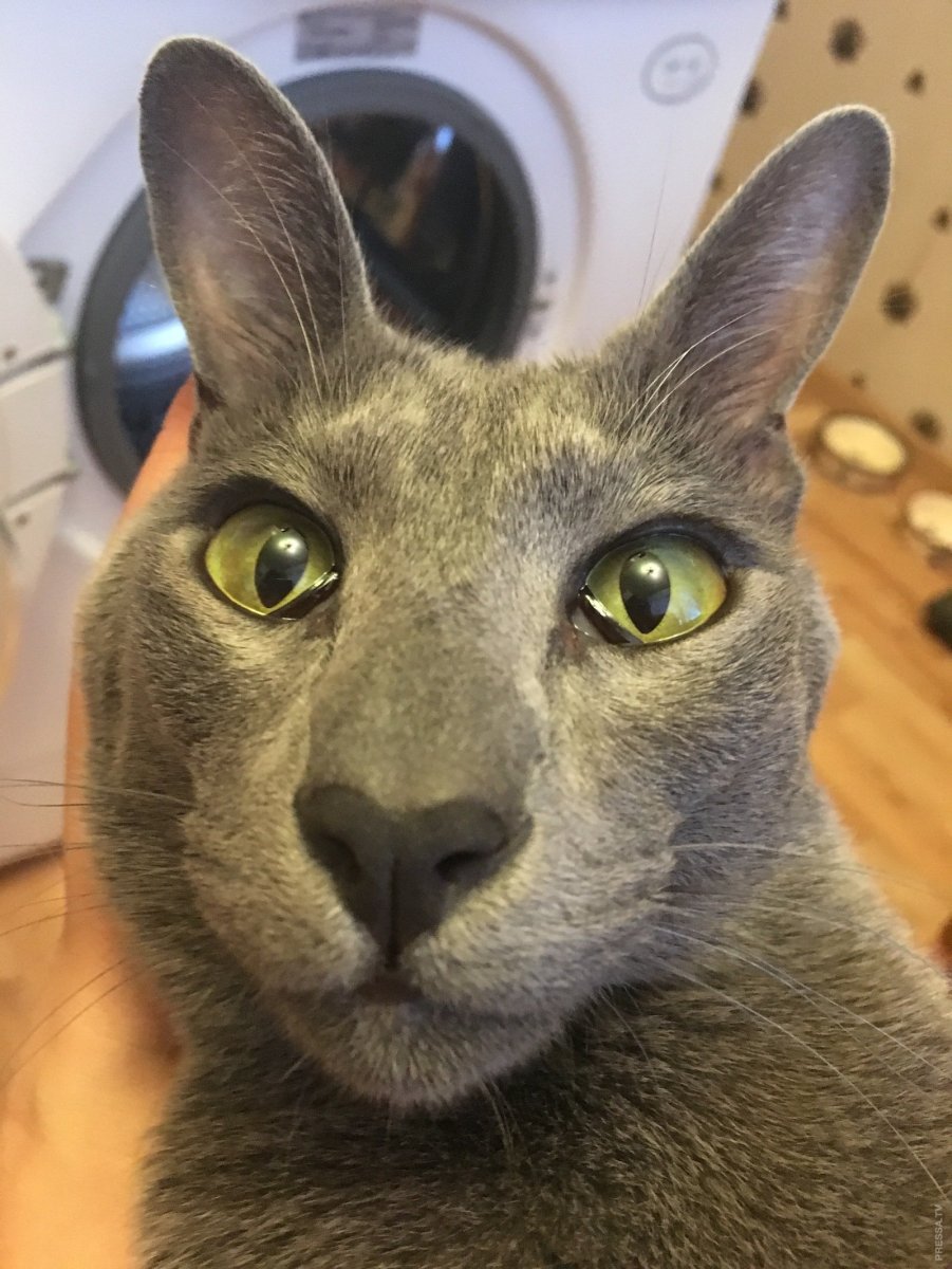 Ориентальный кот косоглазый