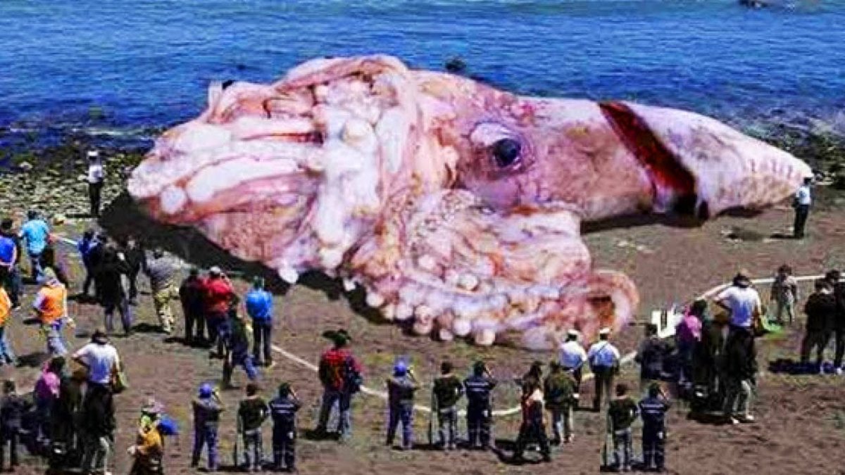 Гигантский кальмар Кракен