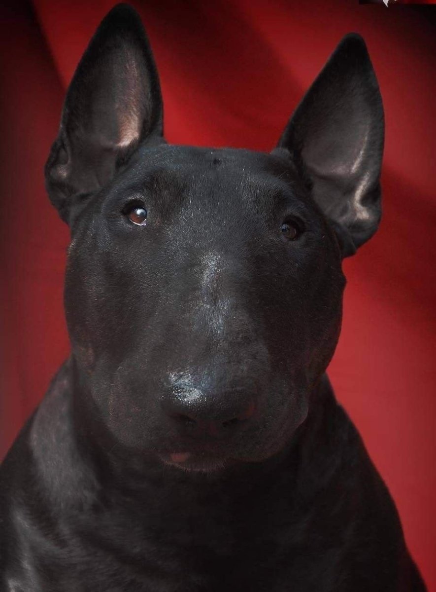 Черный бультерьер стандарт