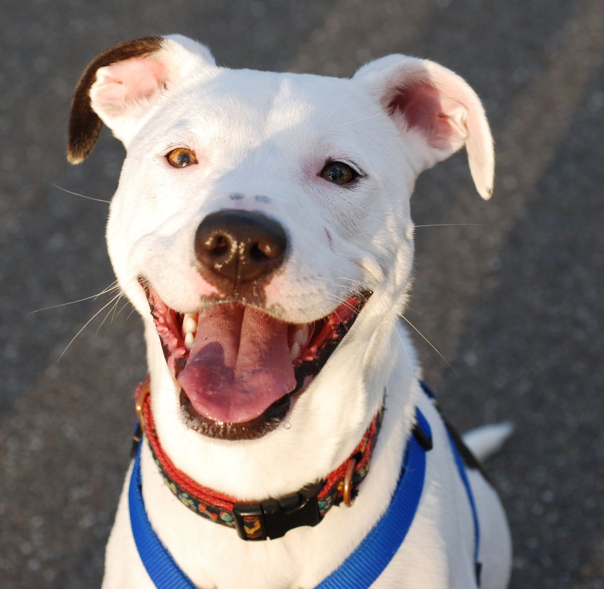 Бойцовский бультерьер