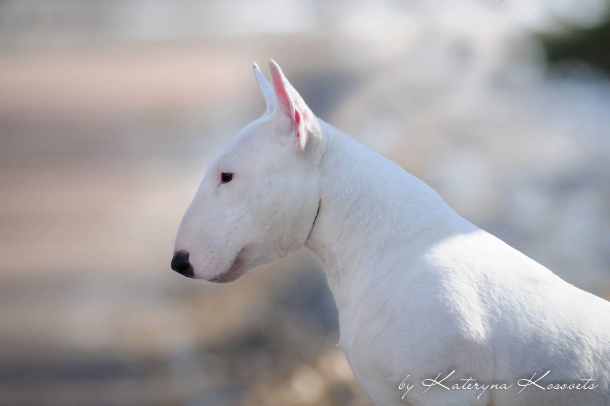 Бультерьер белый