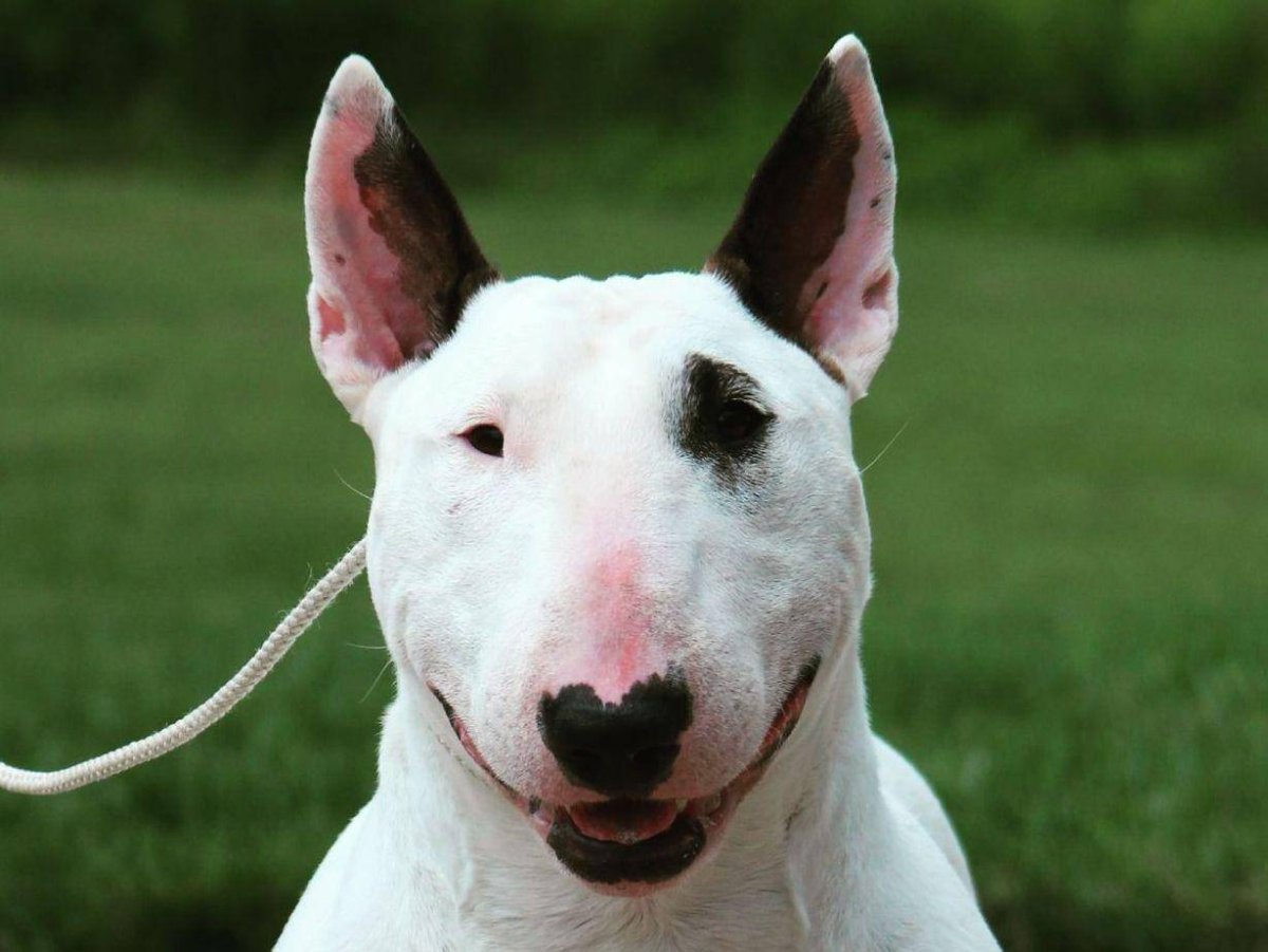 Бультерьер злой Бойцовский