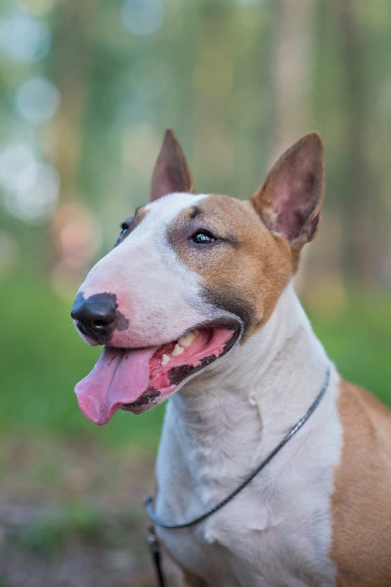 Бойцовский бультерьер