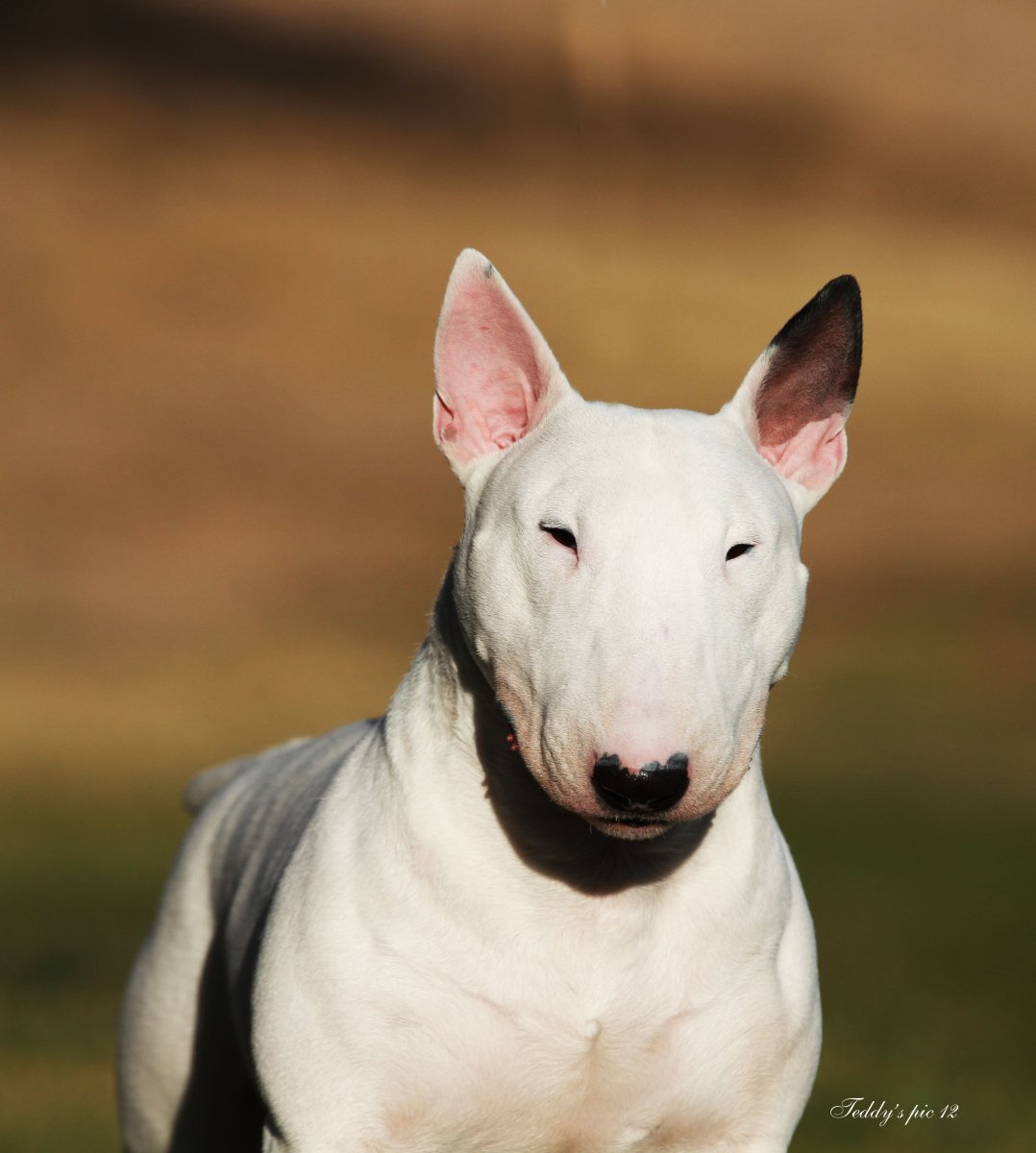 Бультерьер Честер