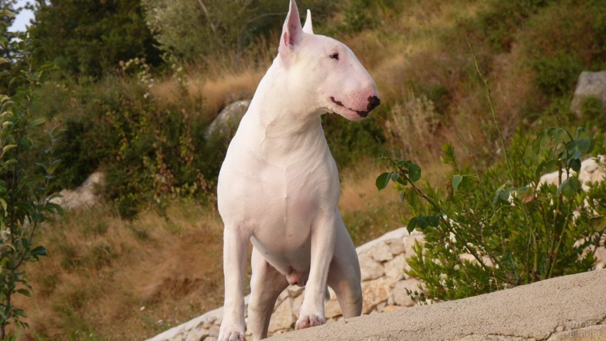 Бультерьер чистокровный