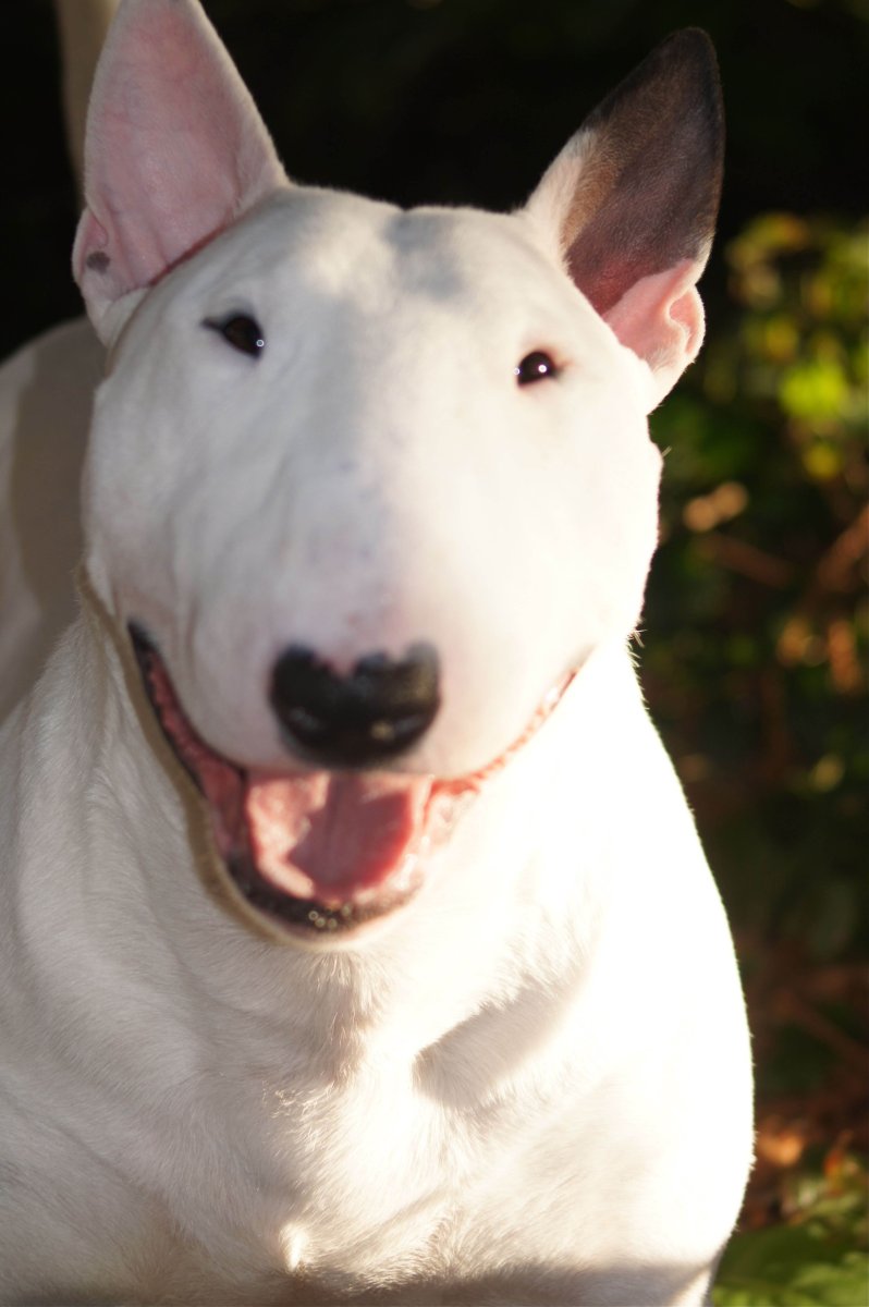 Бойцовские породы собак бультерьер