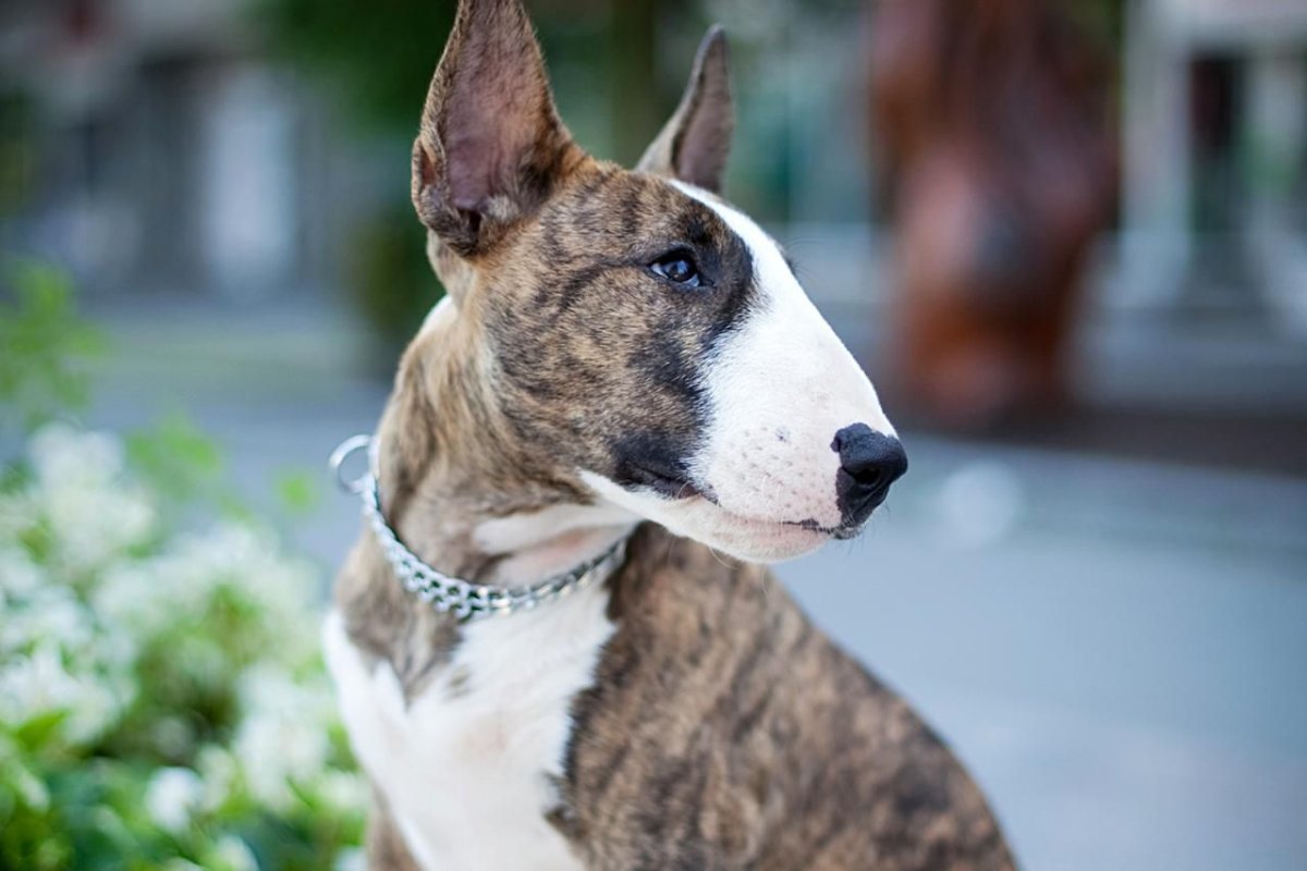 Порода бультерьер