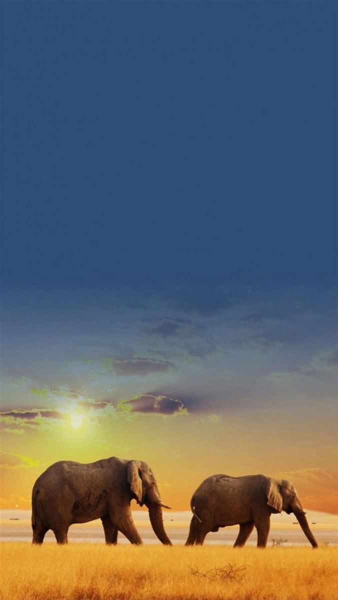 Фон Африка слон
