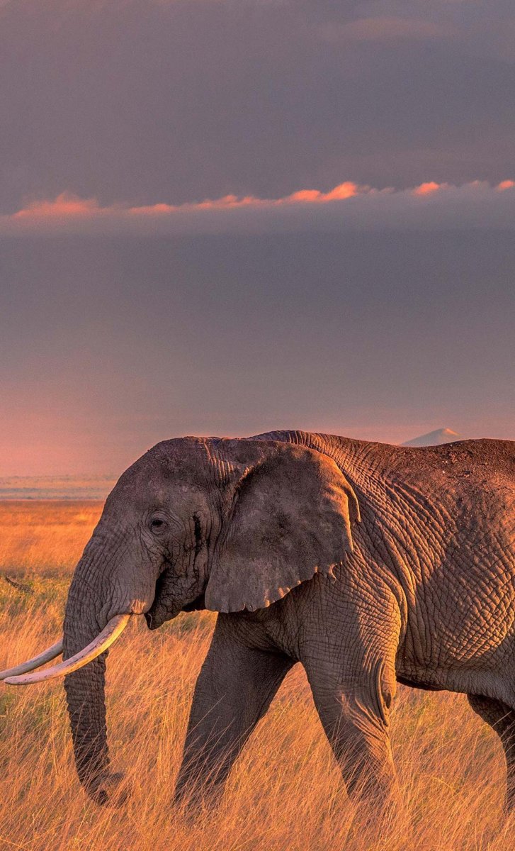 Саванный слон