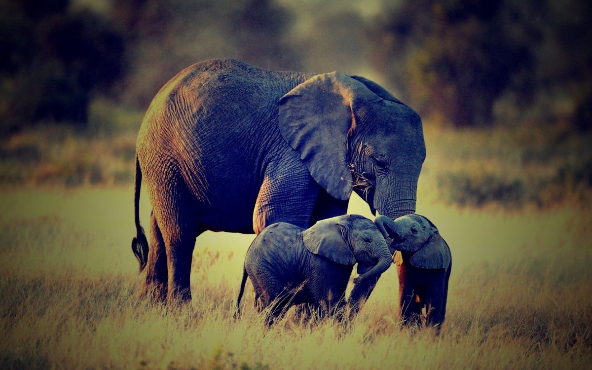 Голубые слоны