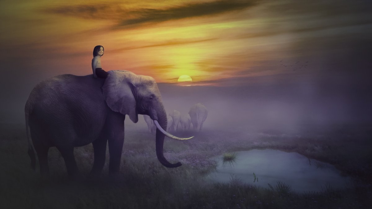 Обои на рабочий стол слоны