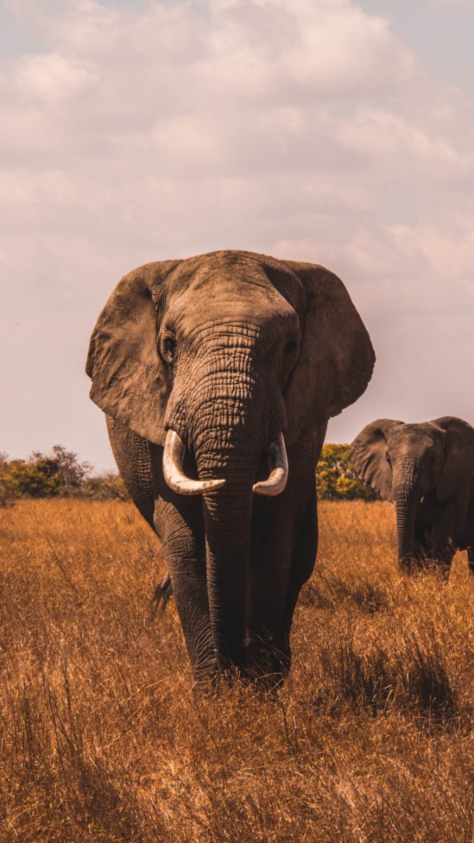 Африканские слоны