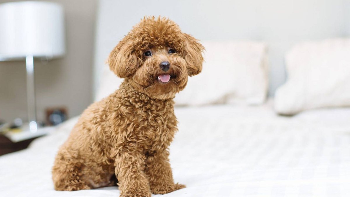 Порода пудель