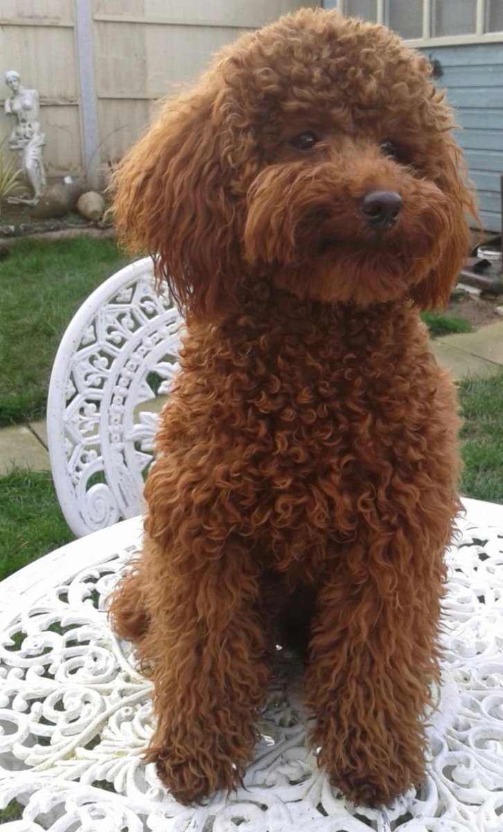 Пудель Бишон