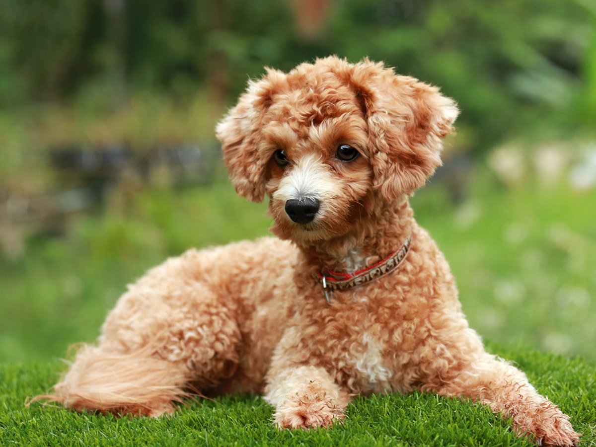 Французский пудель карликовый