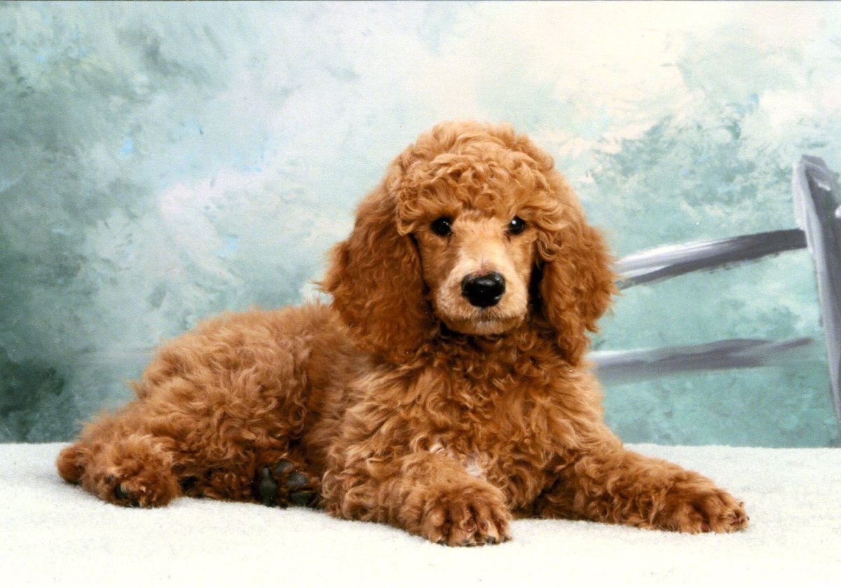 Карликовый пудель золотой