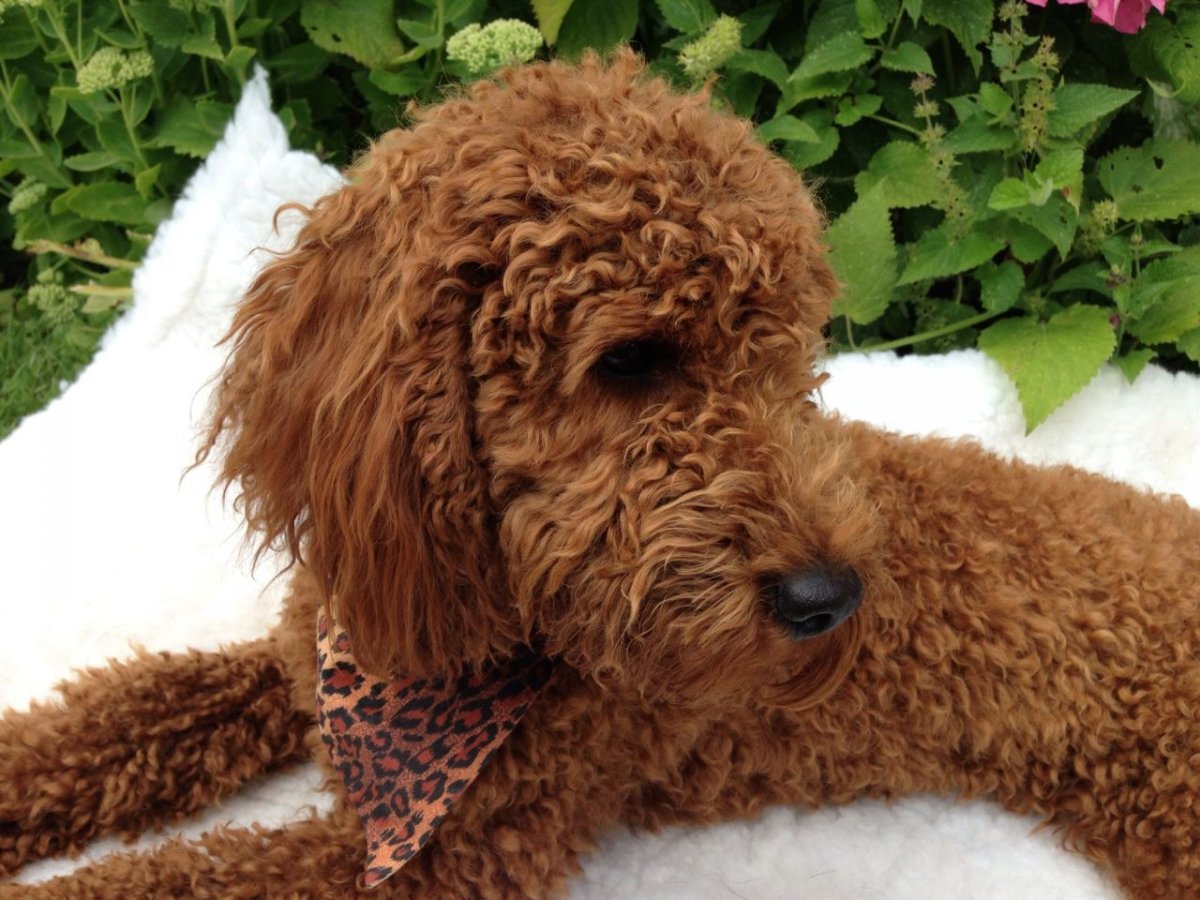 Карликовый пудель ред Браун