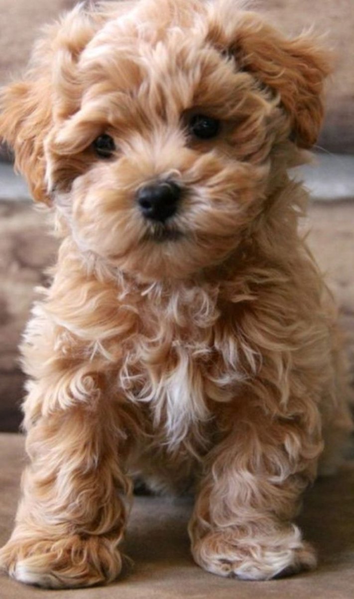 Тедди пудель мальтипу