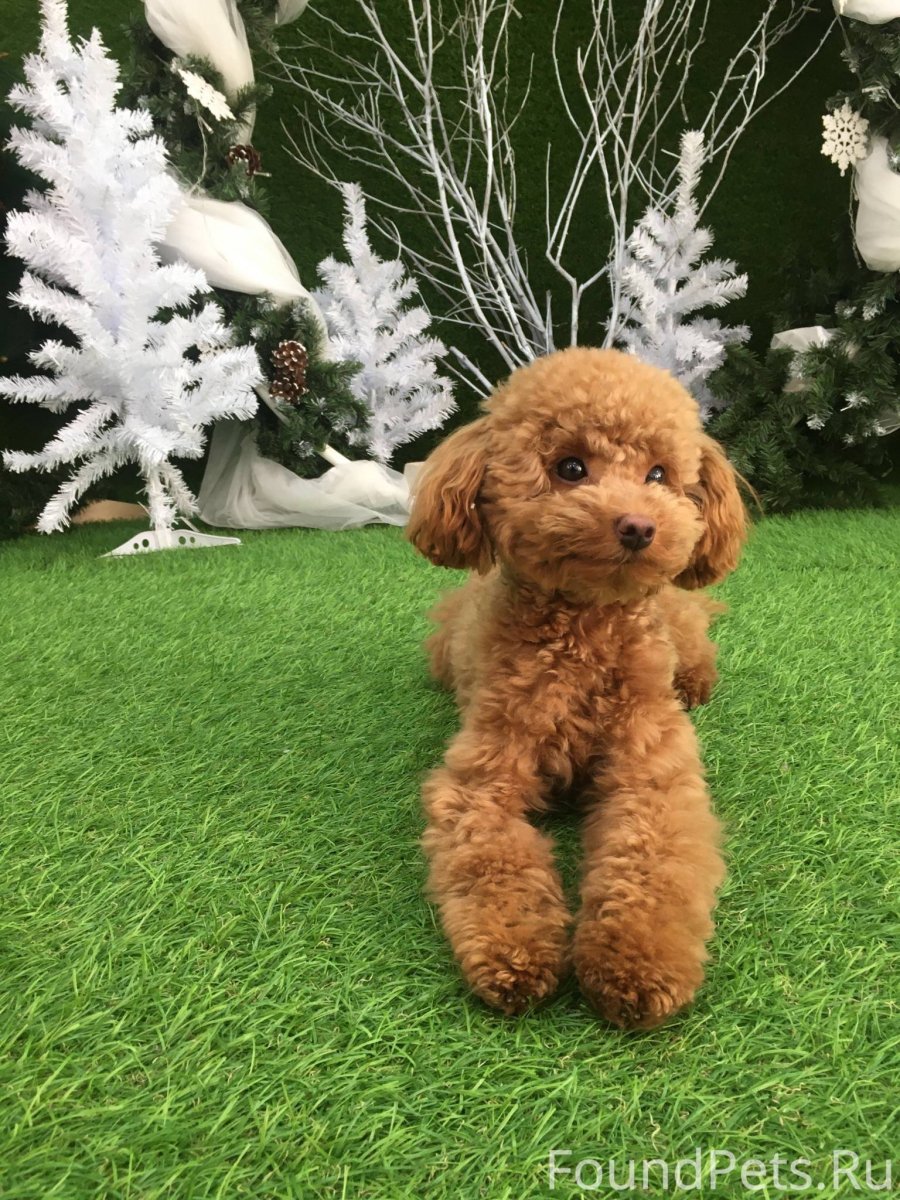 Пудель карликовый золотистый