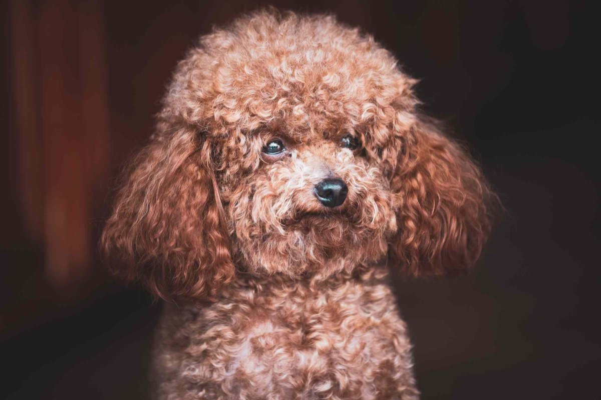 Карликовый пудель коричневый