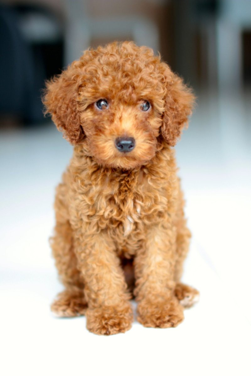 Карликовый пудель мартипу