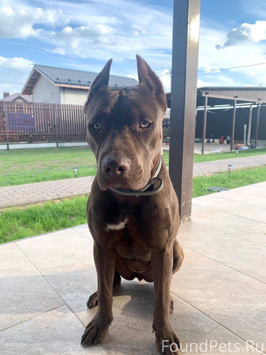 Прайтер собака щенки 2 месяца