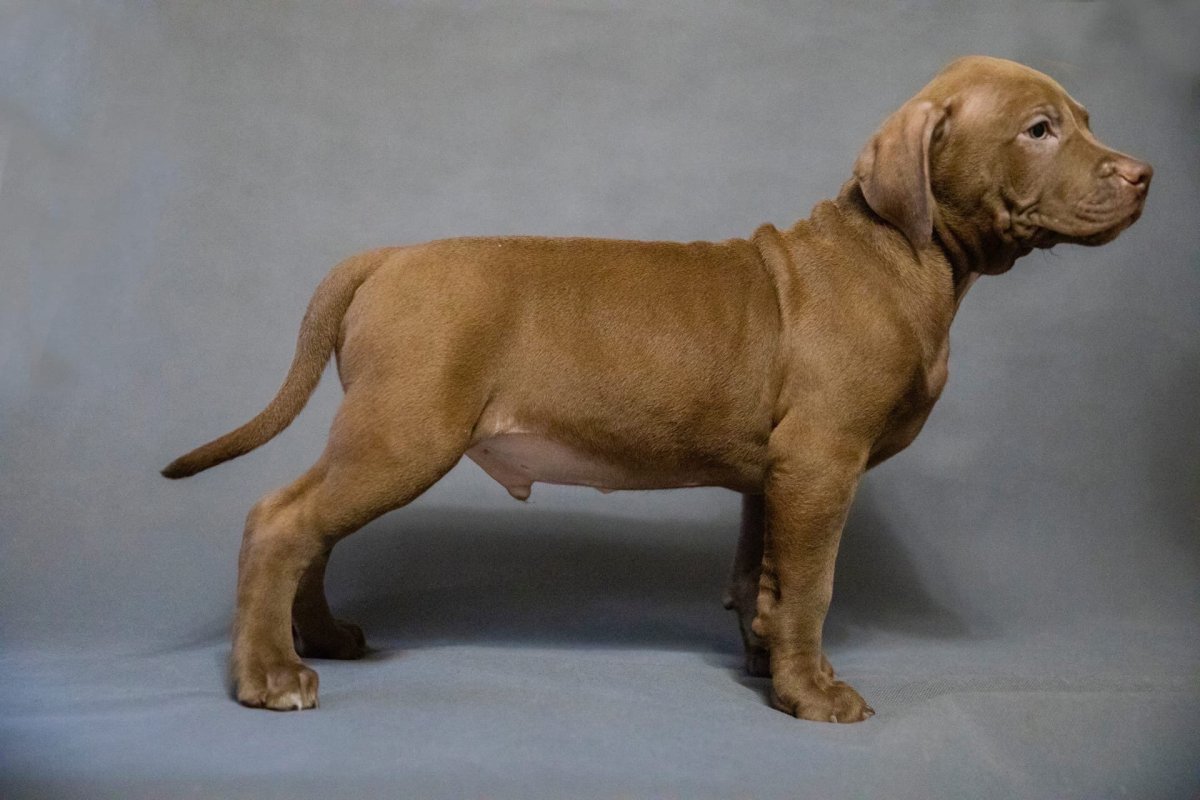 Ирина Хейнонен заводчик