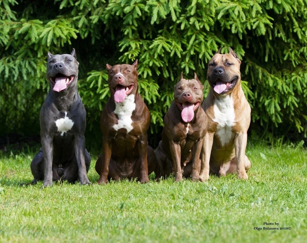 Порода собак прайтер