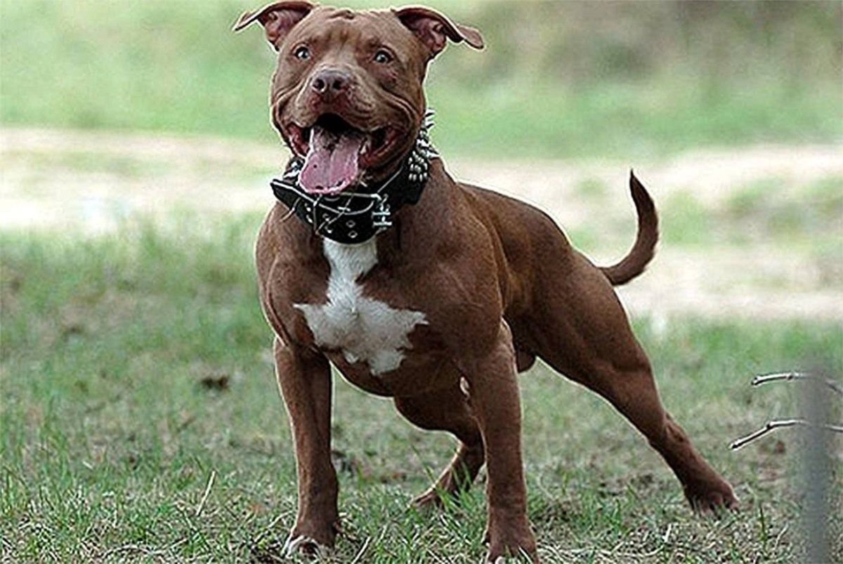 Бультерьер американский питбуль
