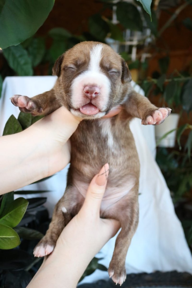 Прайтер тигровый