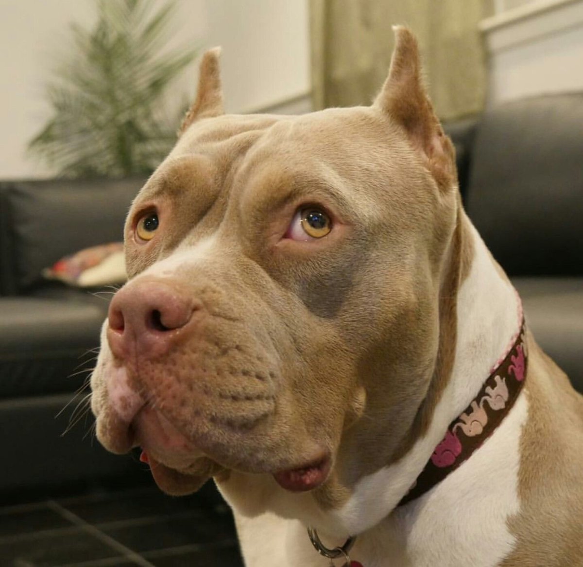 Бультерьер Прайтер