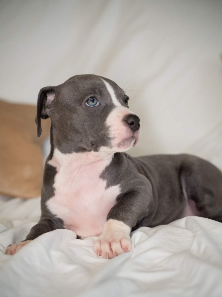 Прайтер отзывы