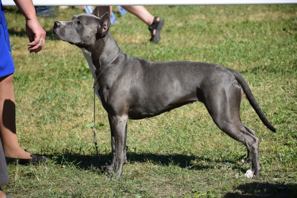 Прайтер тигровый окрас