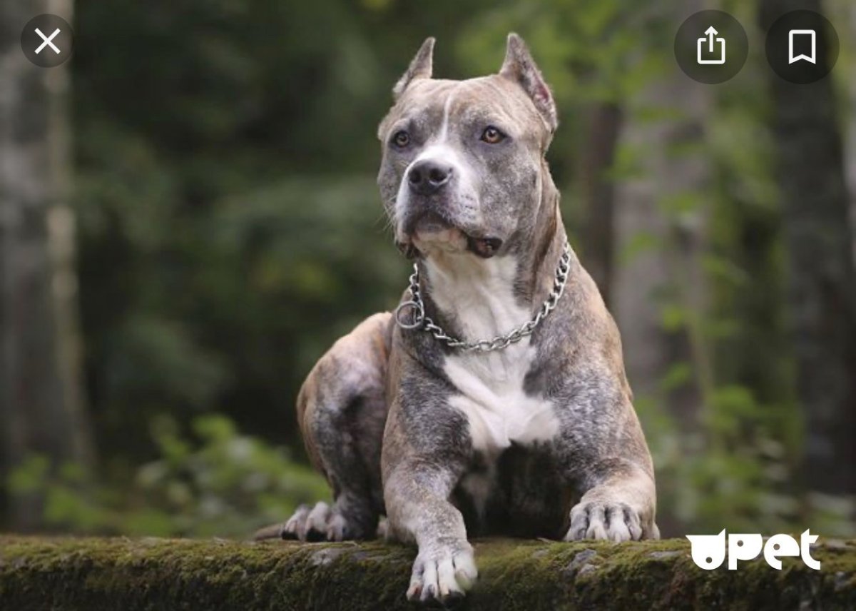 Американский стаффордширский терьер