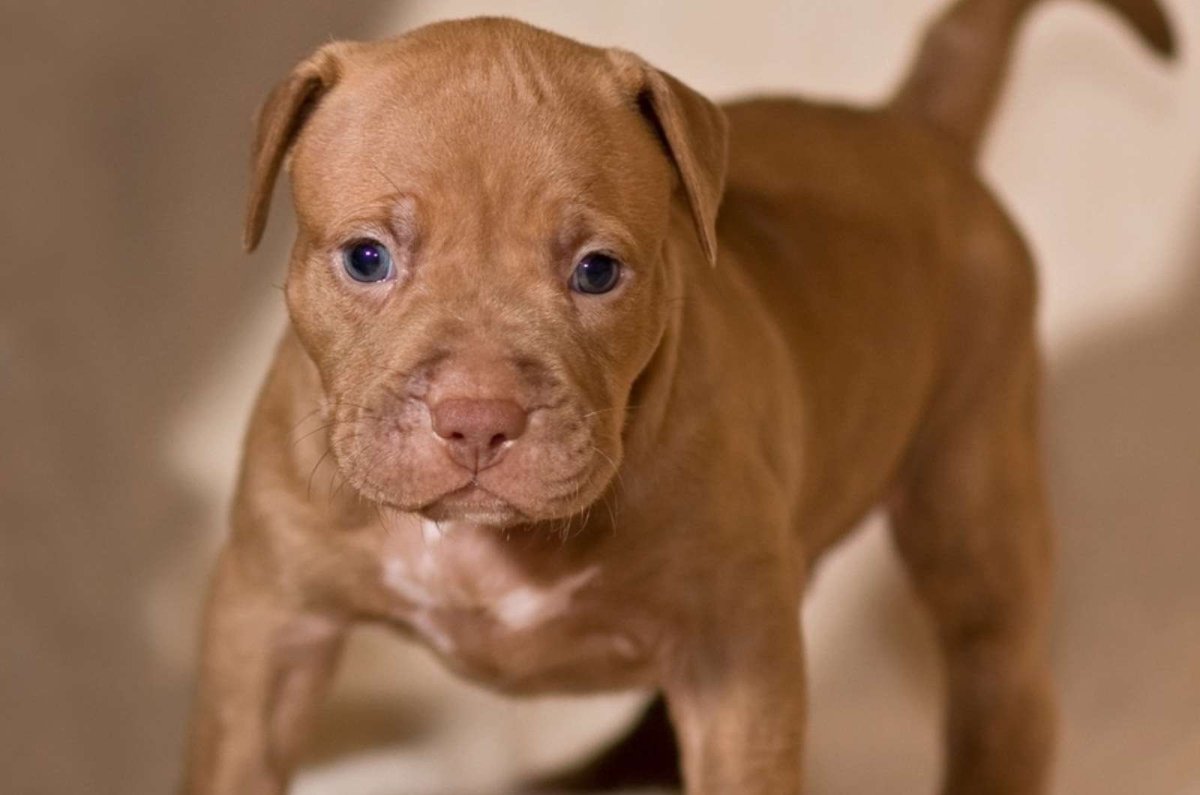 Американский пидбультерье