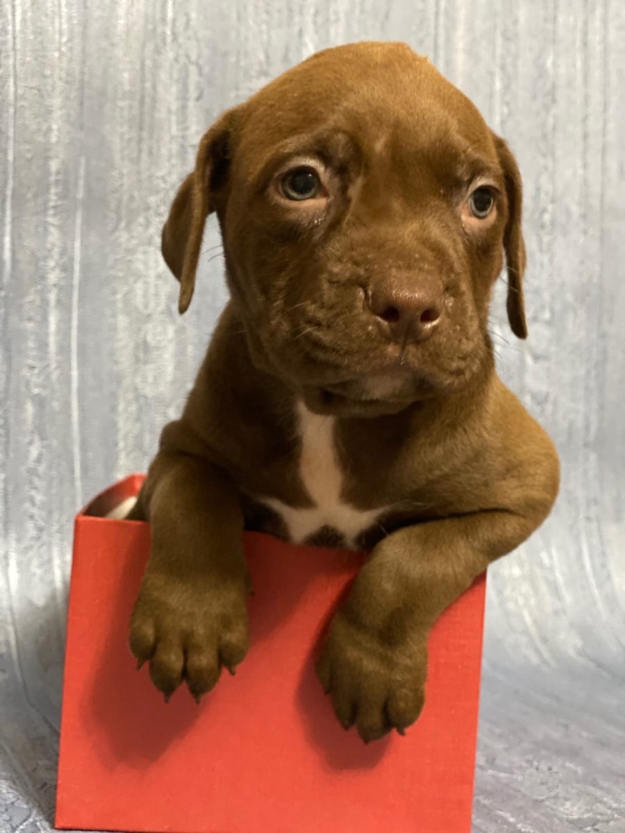 Порода Прайтер