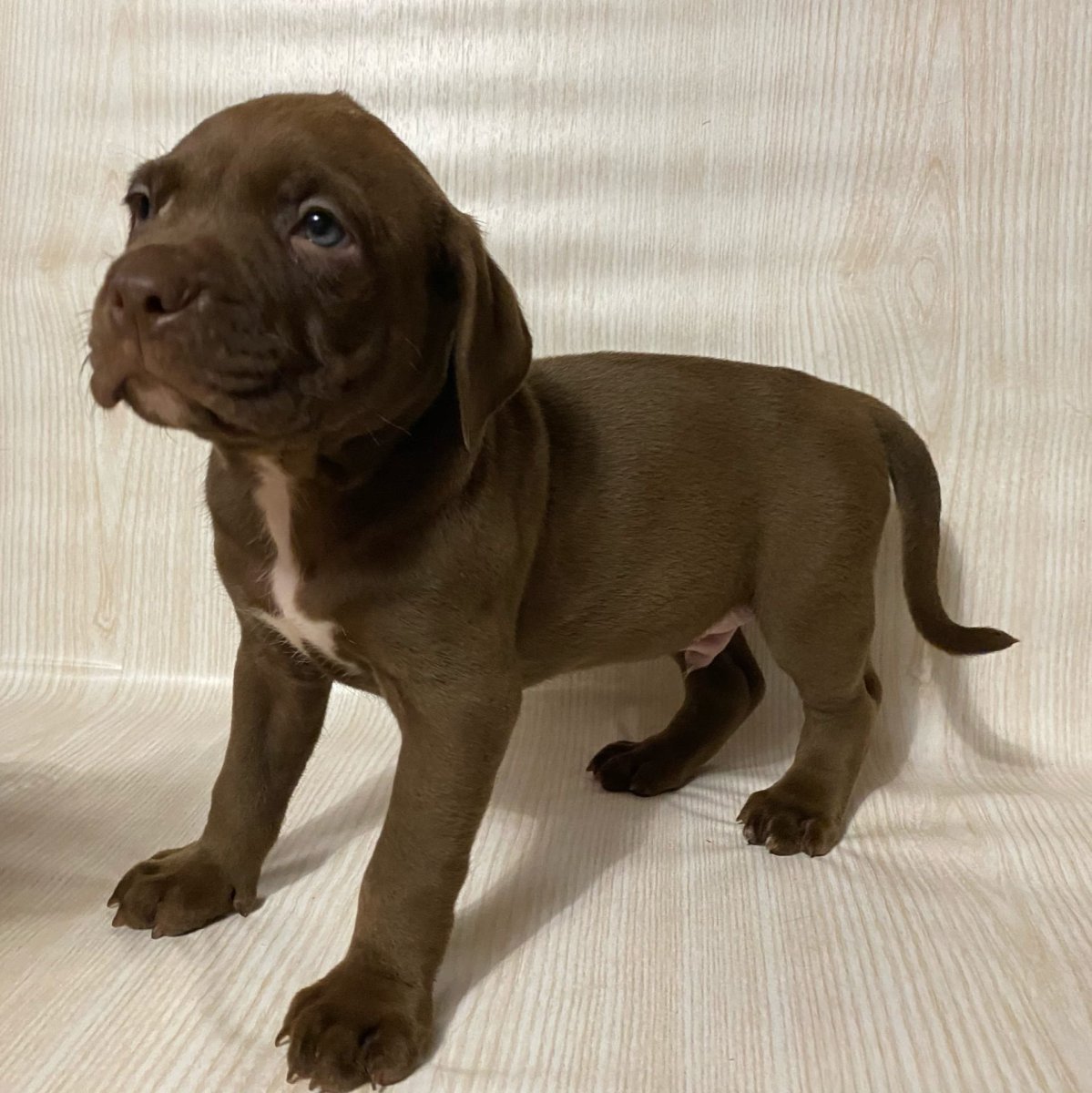 Порода собак Прайтер