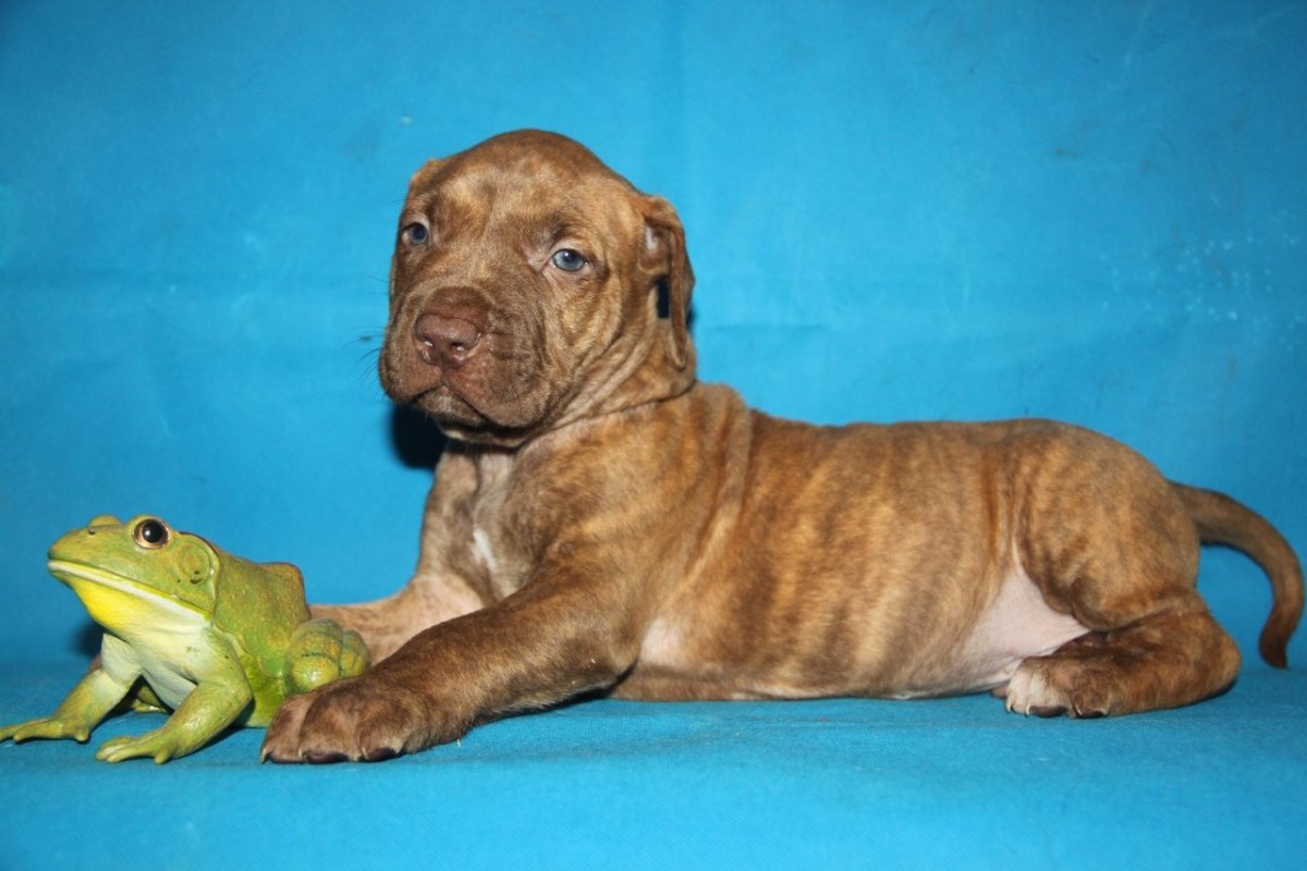 Прайтер щенок