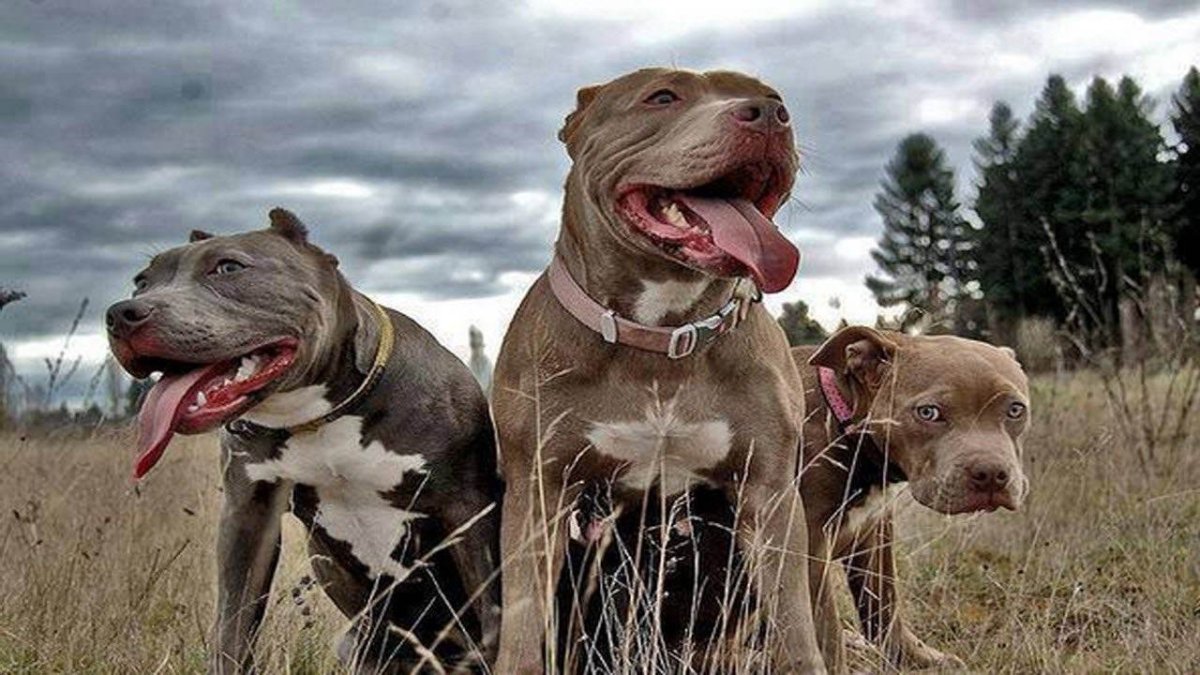 Пит терьер питбультерьер