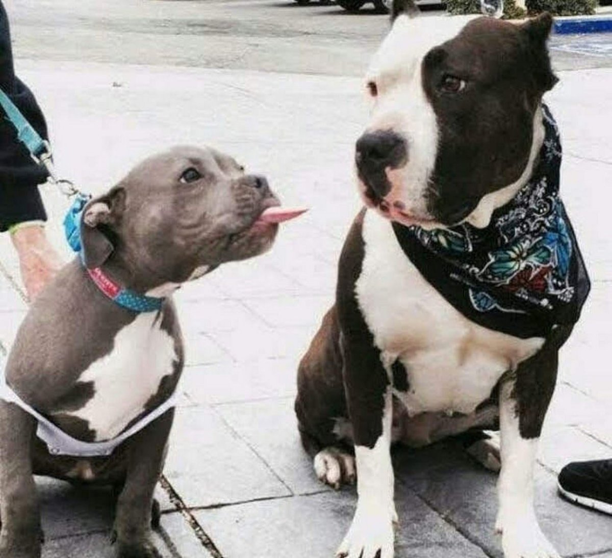 Пит Прайтер собака