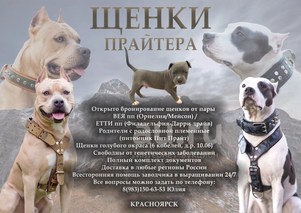 Прайтер щенок