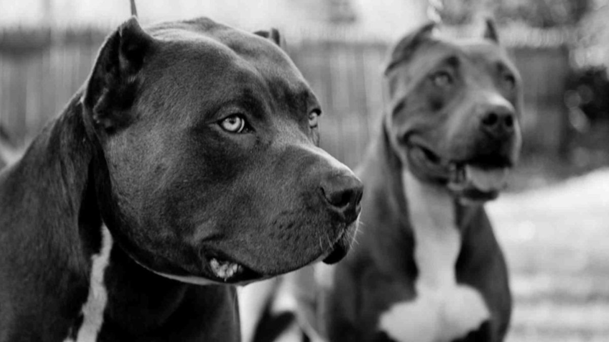 Амстафф черный