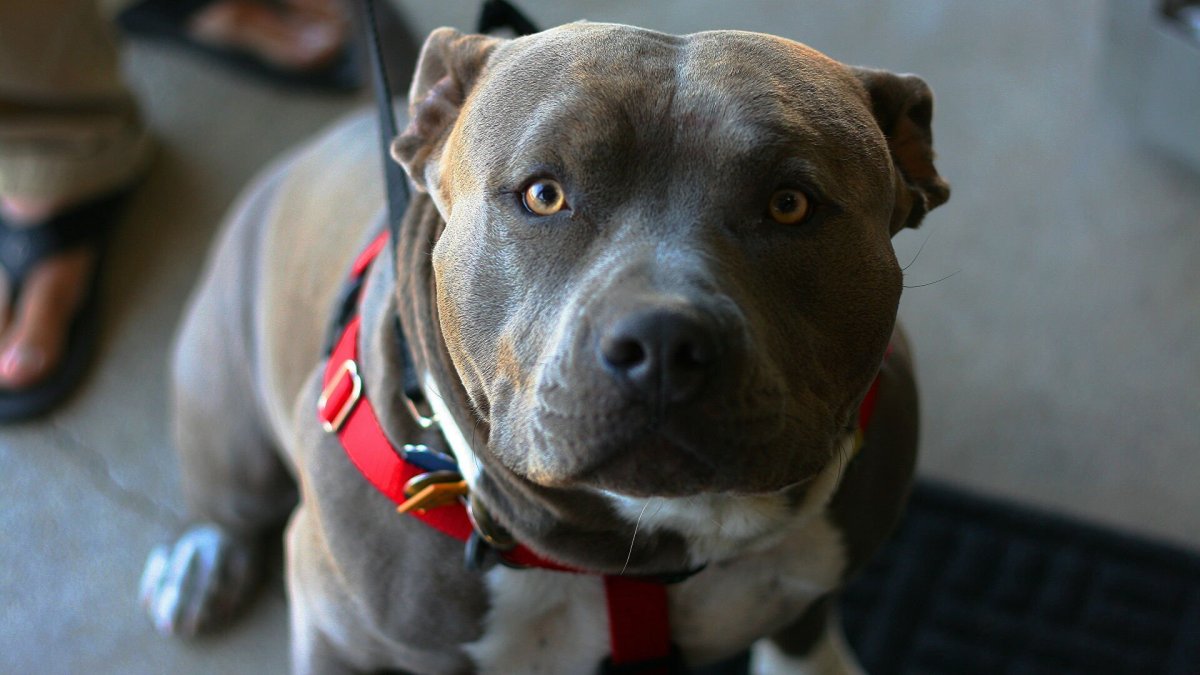 Порода американский питбультерьер