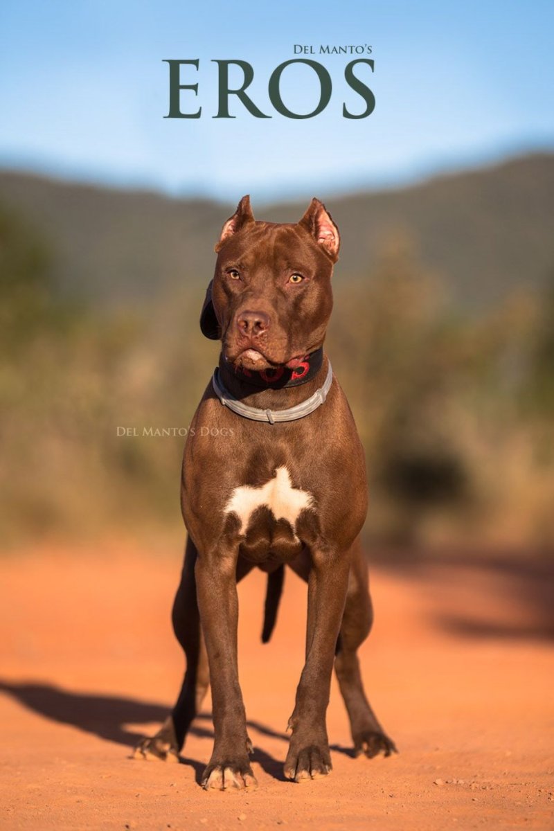 Питбуль Прайтер