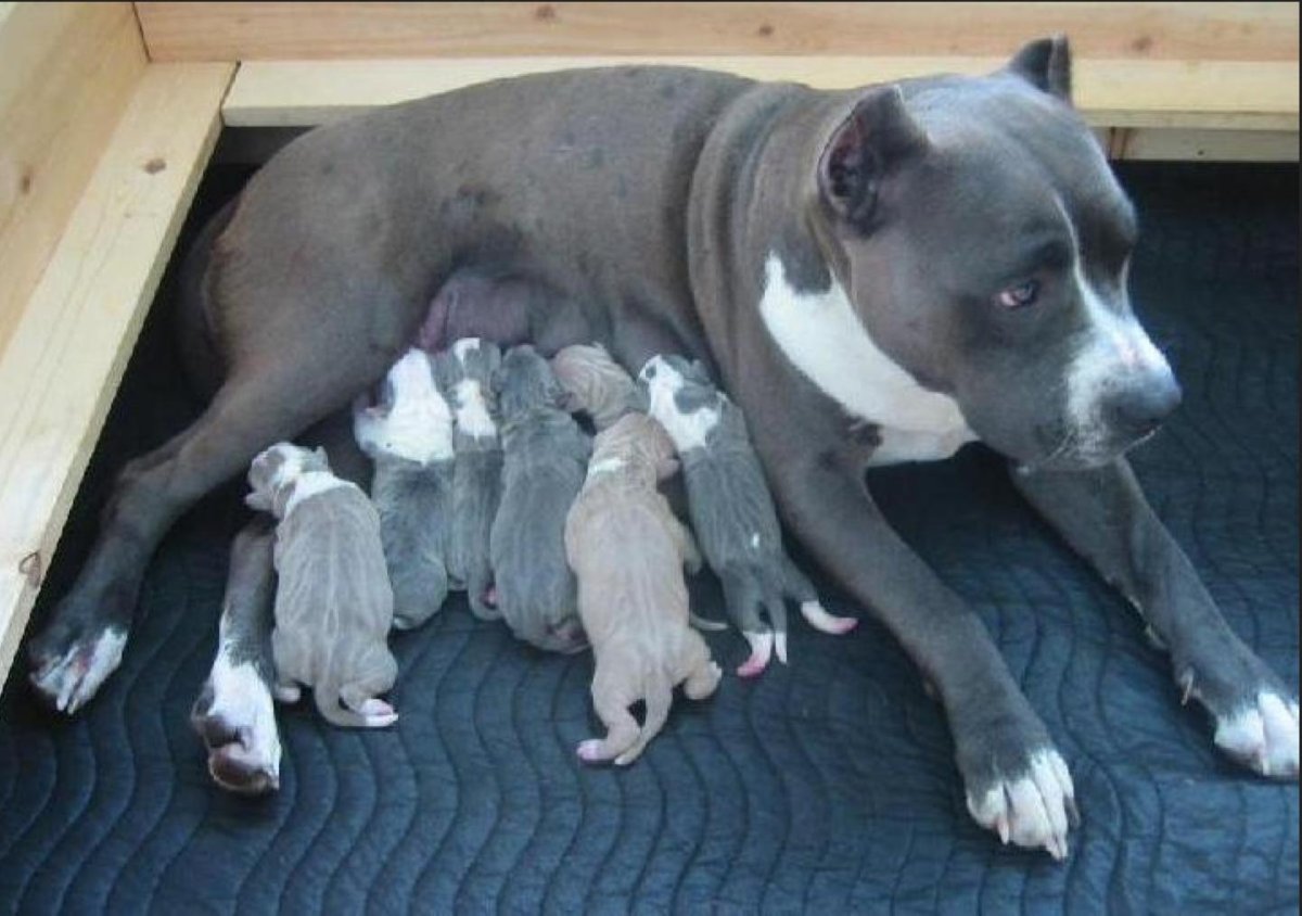 Пит Прайтер собака