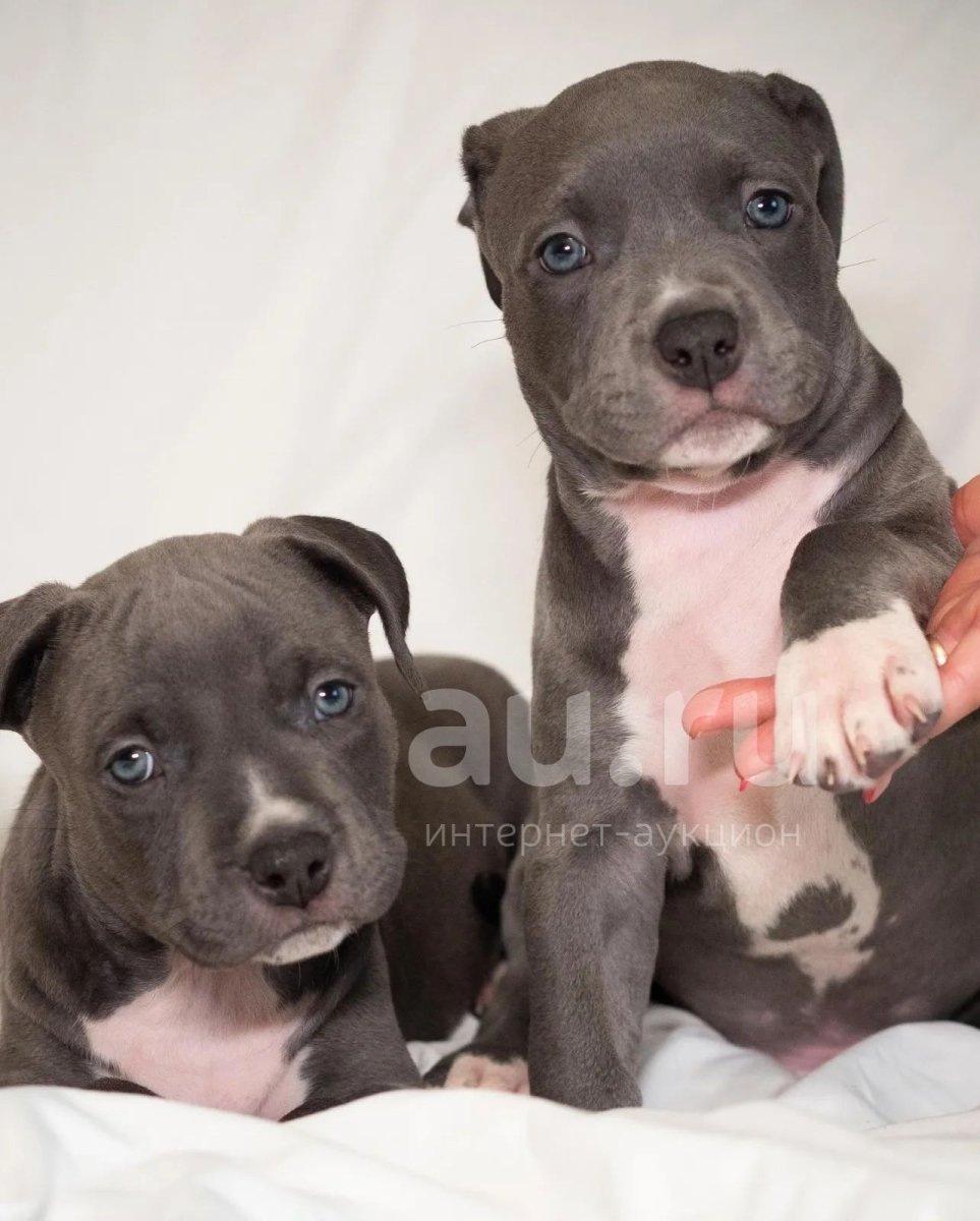 Прайтер голубого окраса