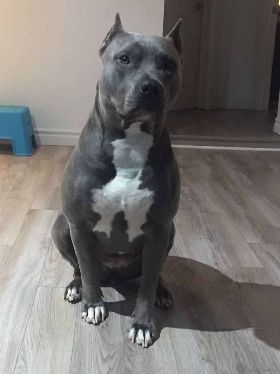 Мраморный стаффордширский терьер