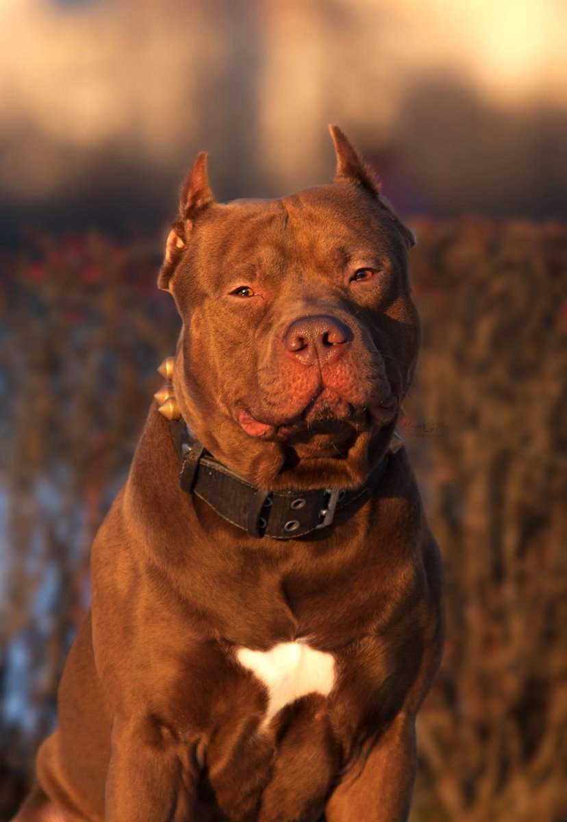 Прайтер собака