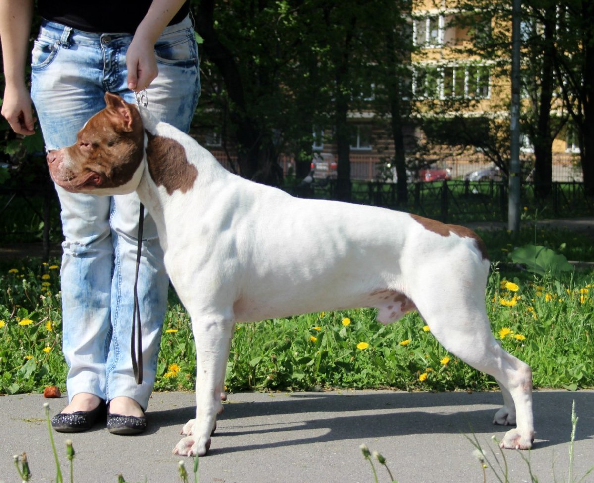 Порода Прайтер